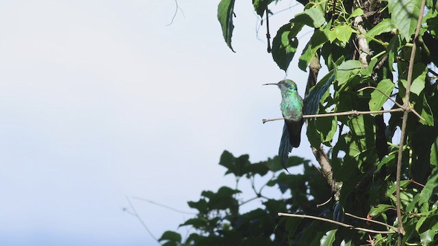 blåørekolibri - ML424789681