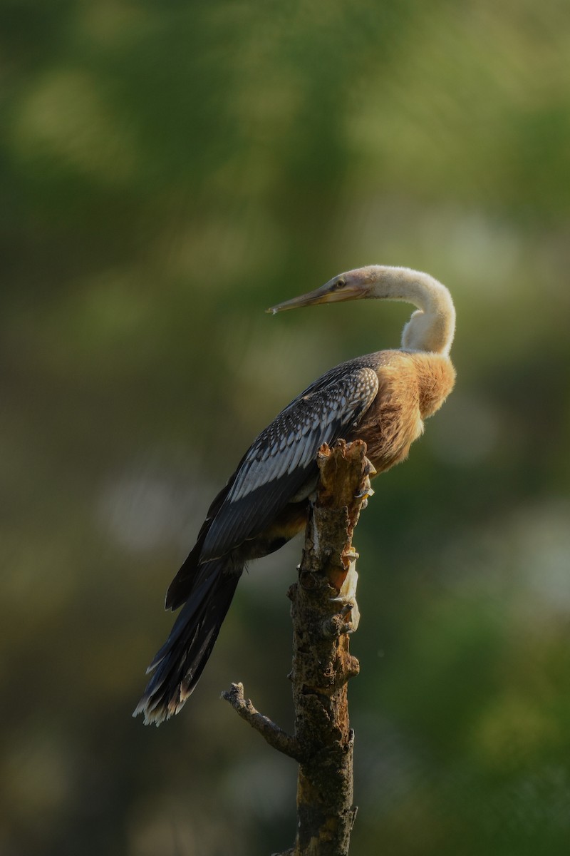 Anhinga d'Amérique - ML424790061