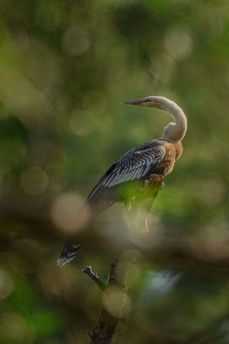 Anhinga d'Amérique - ML424790071