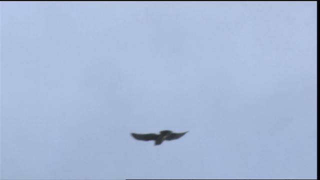 Hawaiian Hawk - ML424791