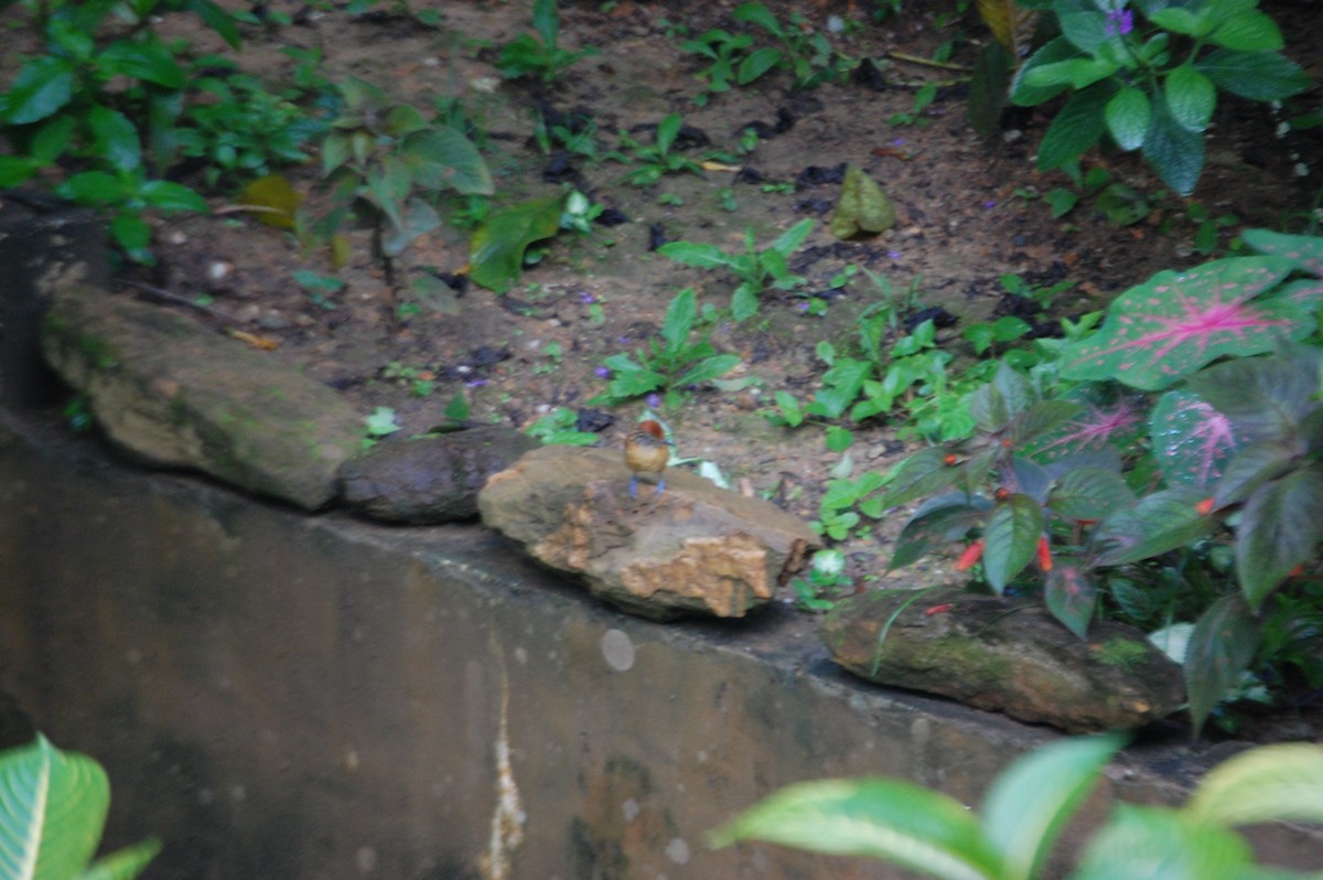 Barred Antshrike - ML42479121