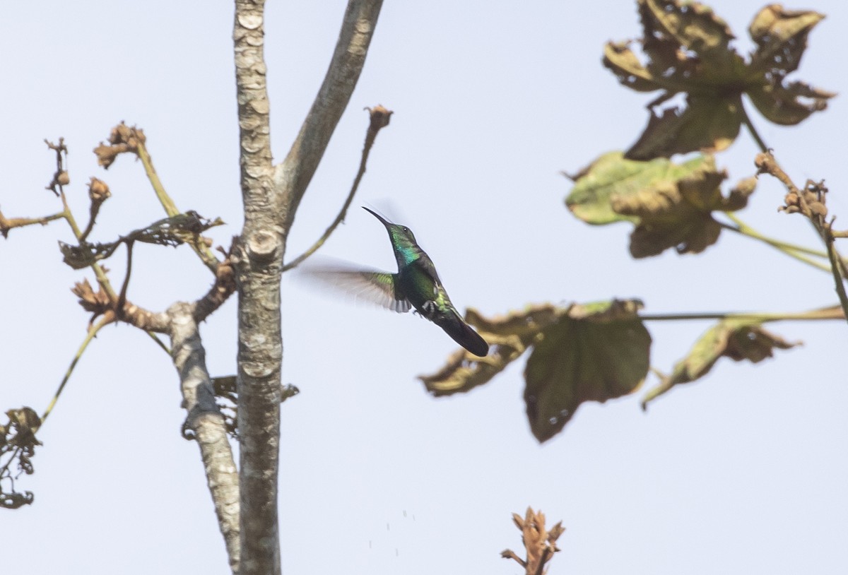 kolibřík panamský - ML424791231