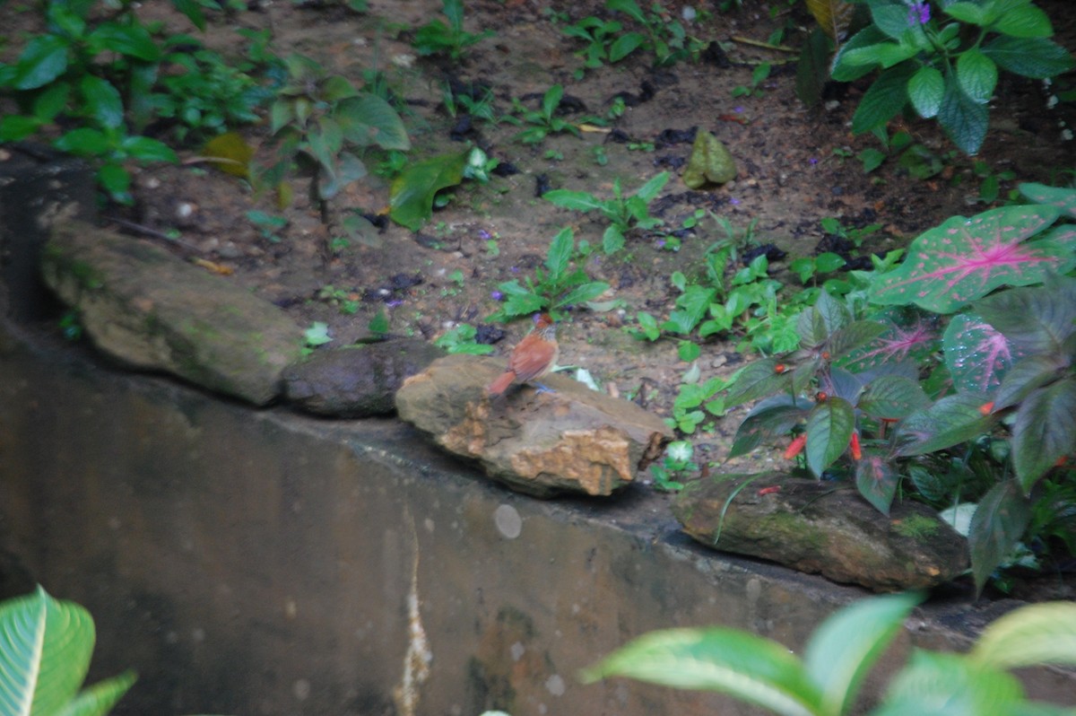 Barred Antshrike - ML42479161