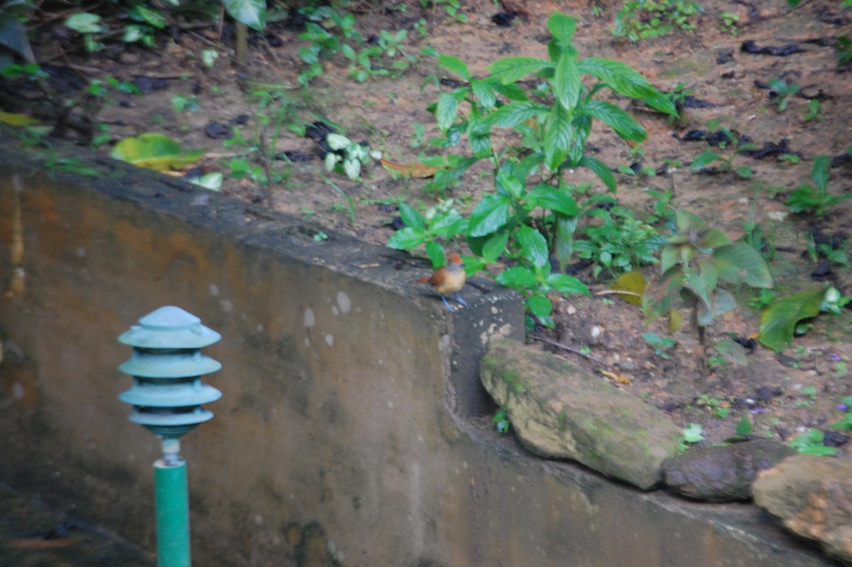 Barred Antshrike - ML42479171