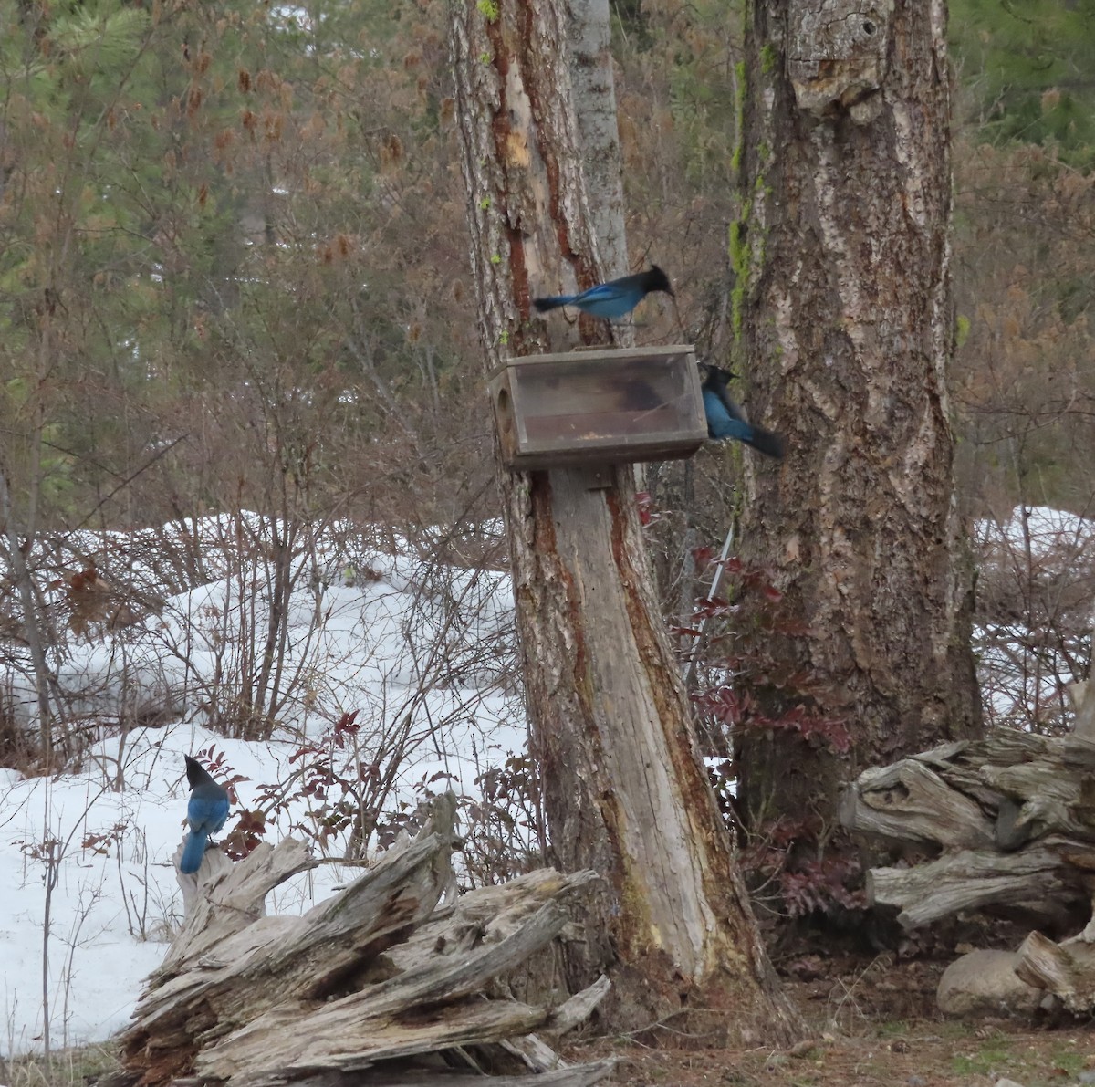 Steller's Jay - ML424793161