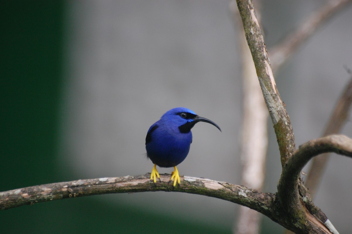 Purple Honeycreeper - Amy Simmons