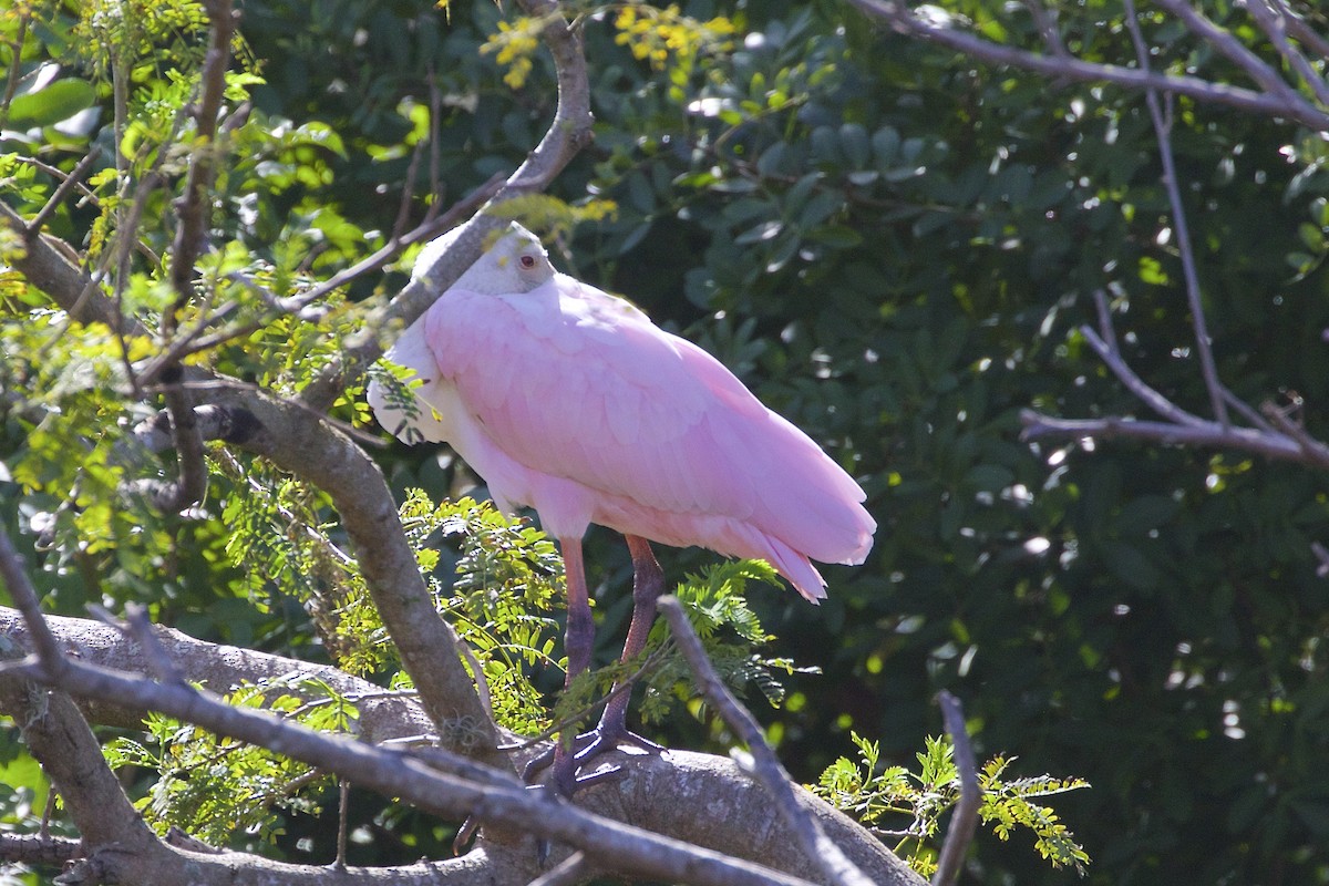 Roseate Spoonbill - Jeanne Verhulst