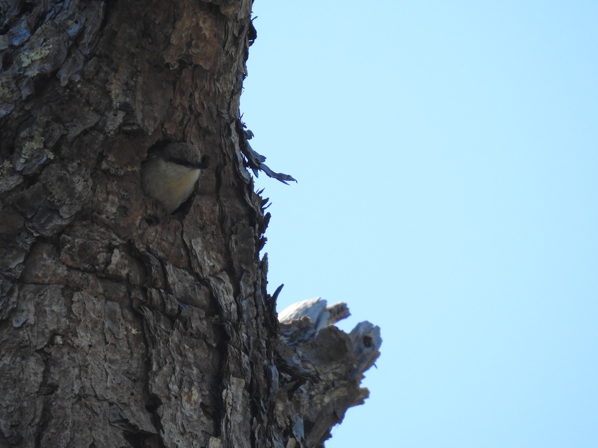 Brown-headed Nuthatch - ML424797601