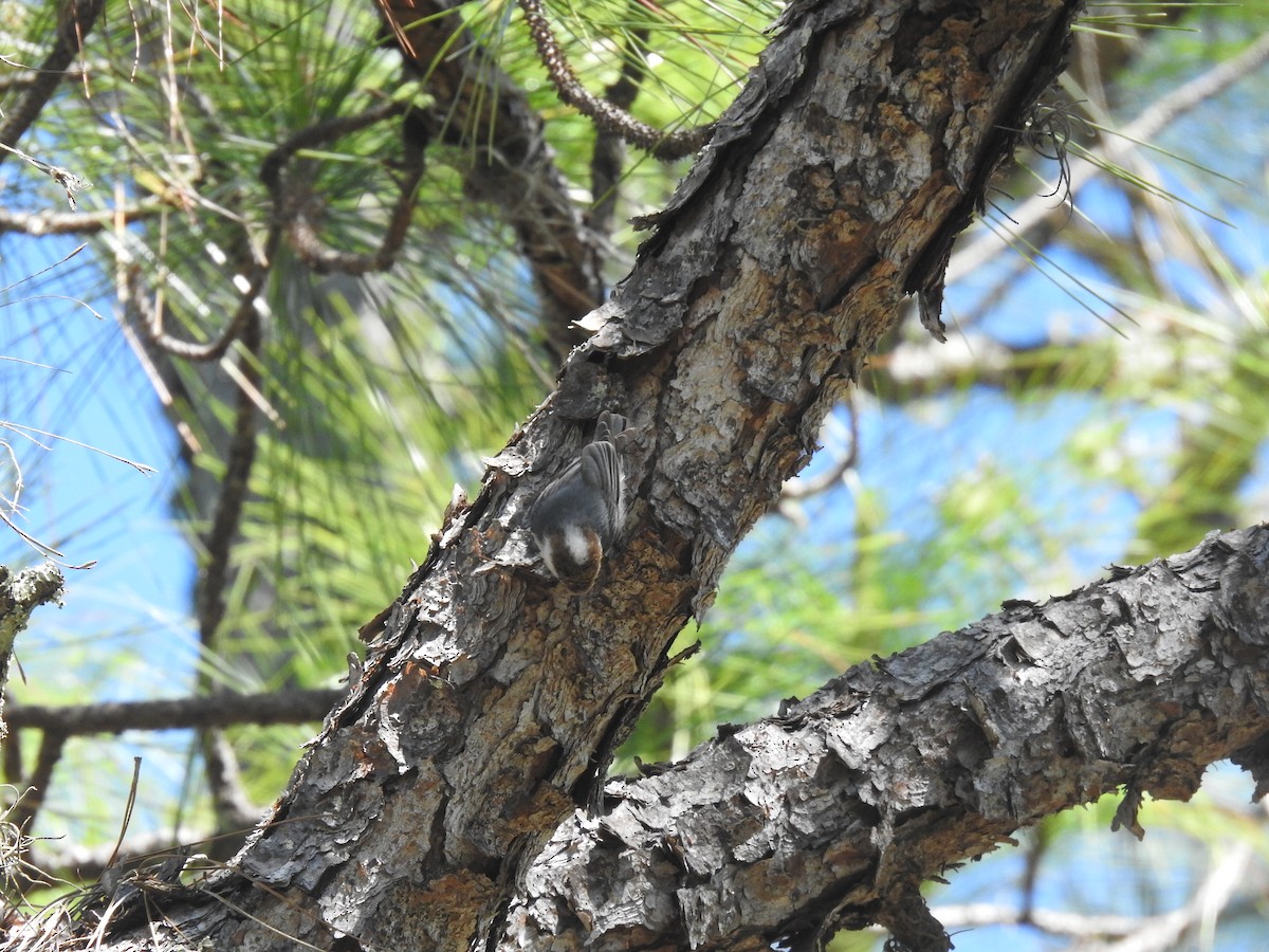 Brown-headed Nuthatch - ML424797621