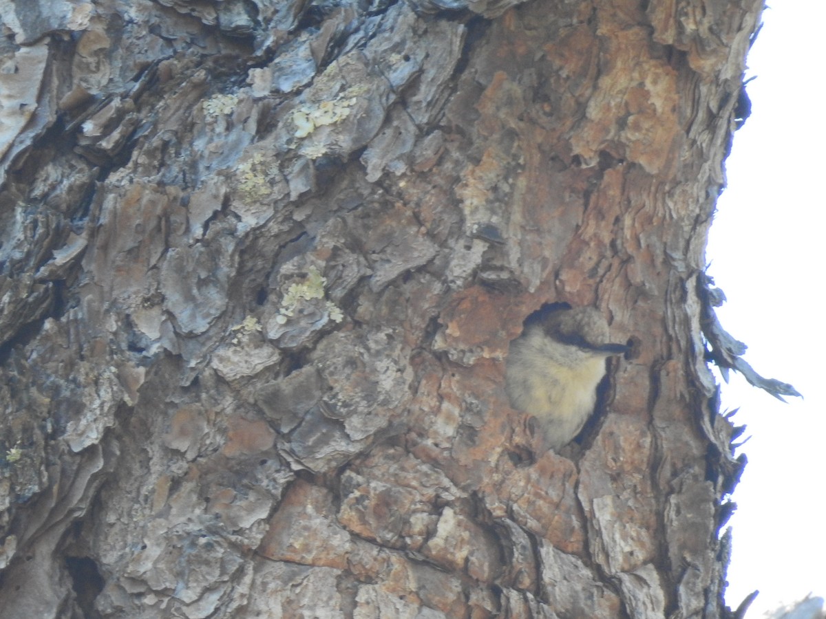 Brown-headed Nuthatch - ML424797641