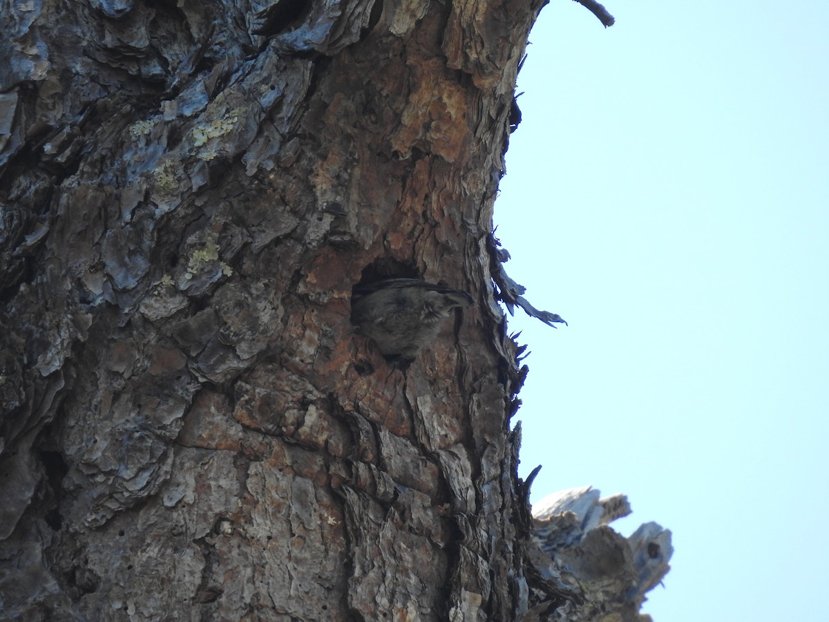 Brown-headed Nuthatch - ML424797661