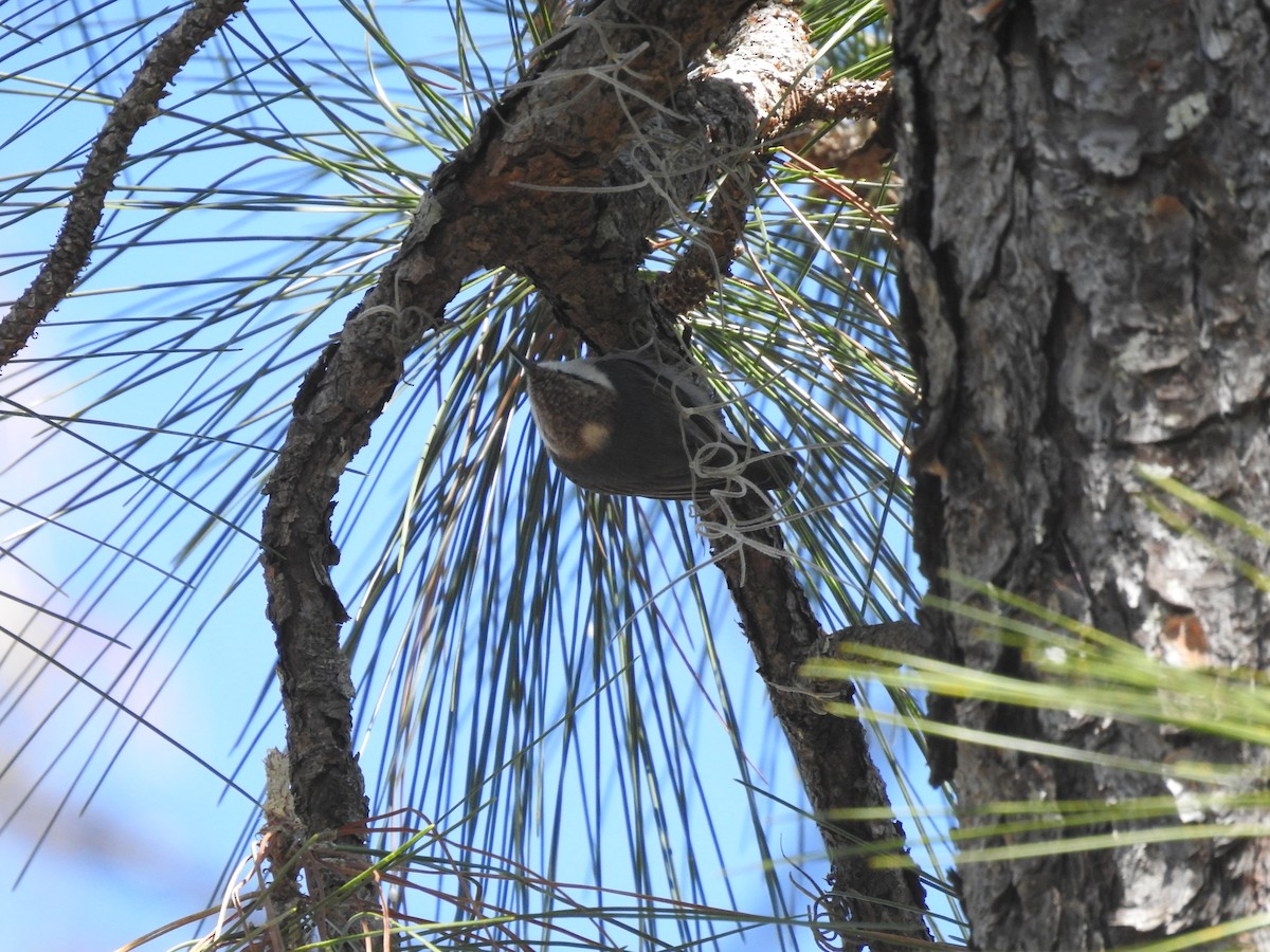 Brown-headed Nuthatch - ML424797701