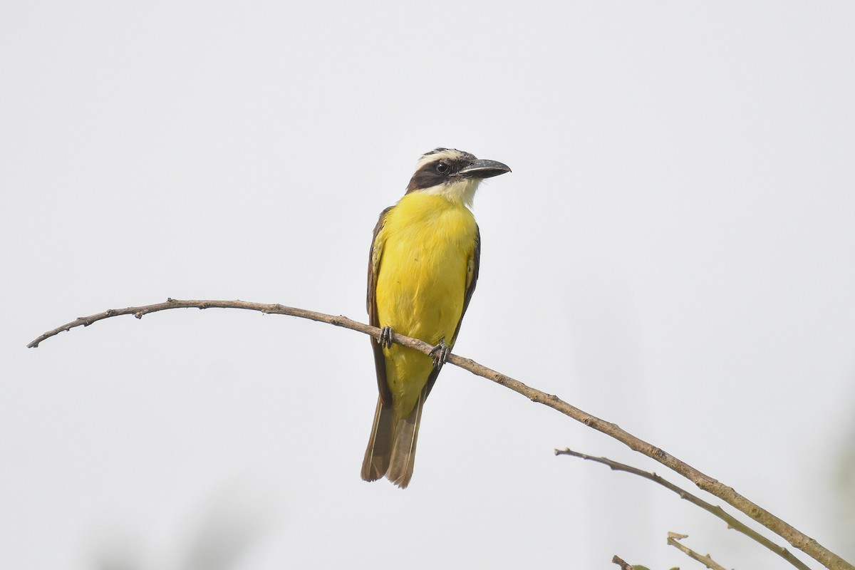 Boat-billed Flycatcher - ML424801491