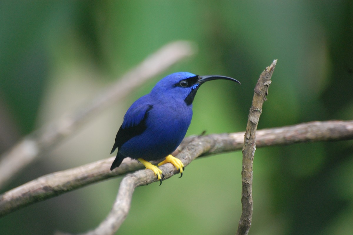Purple Honeycreeper - Amy Simmons