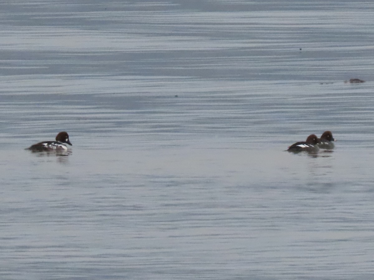 Common Goldeneye - ML424802581