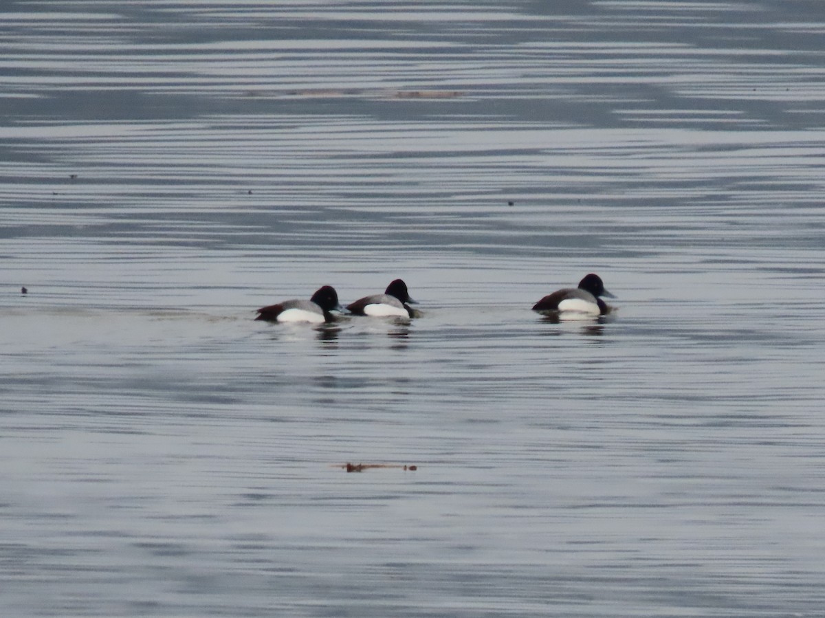 Lesser Scaup - ML424802691