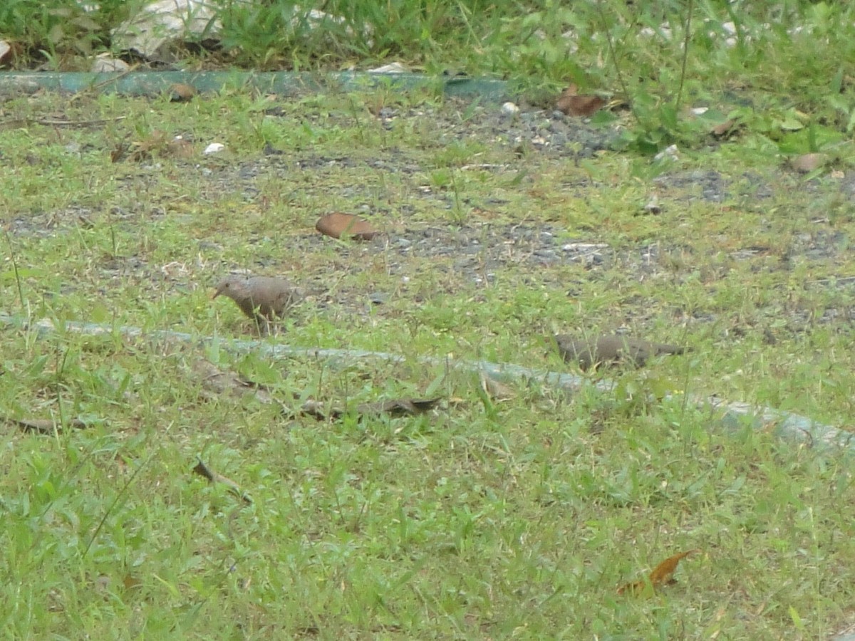 Common Ground Dove - ML424802821