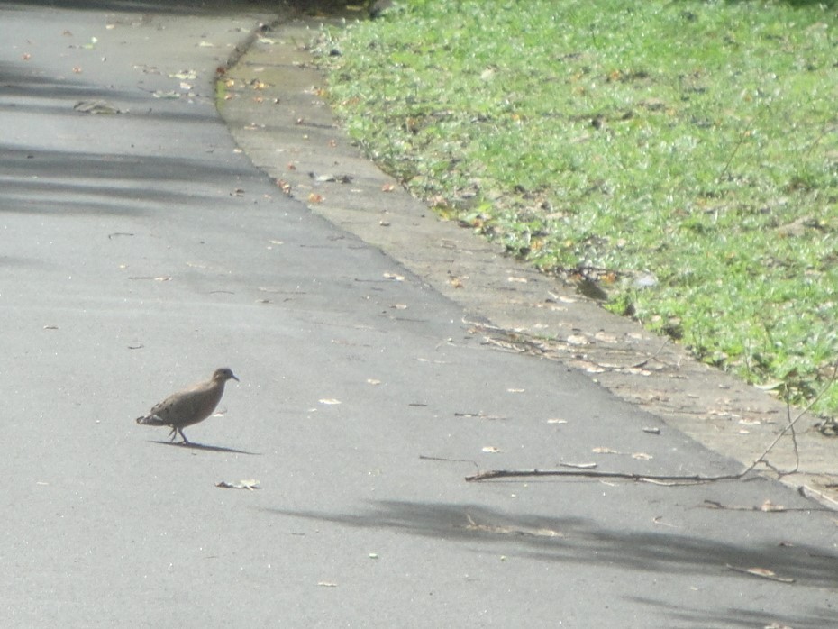 Zenaida Dove - ML424803071