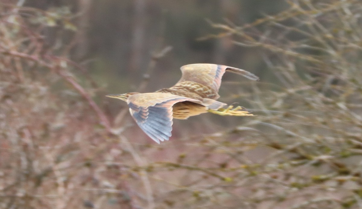 American Bittern - ML424803541