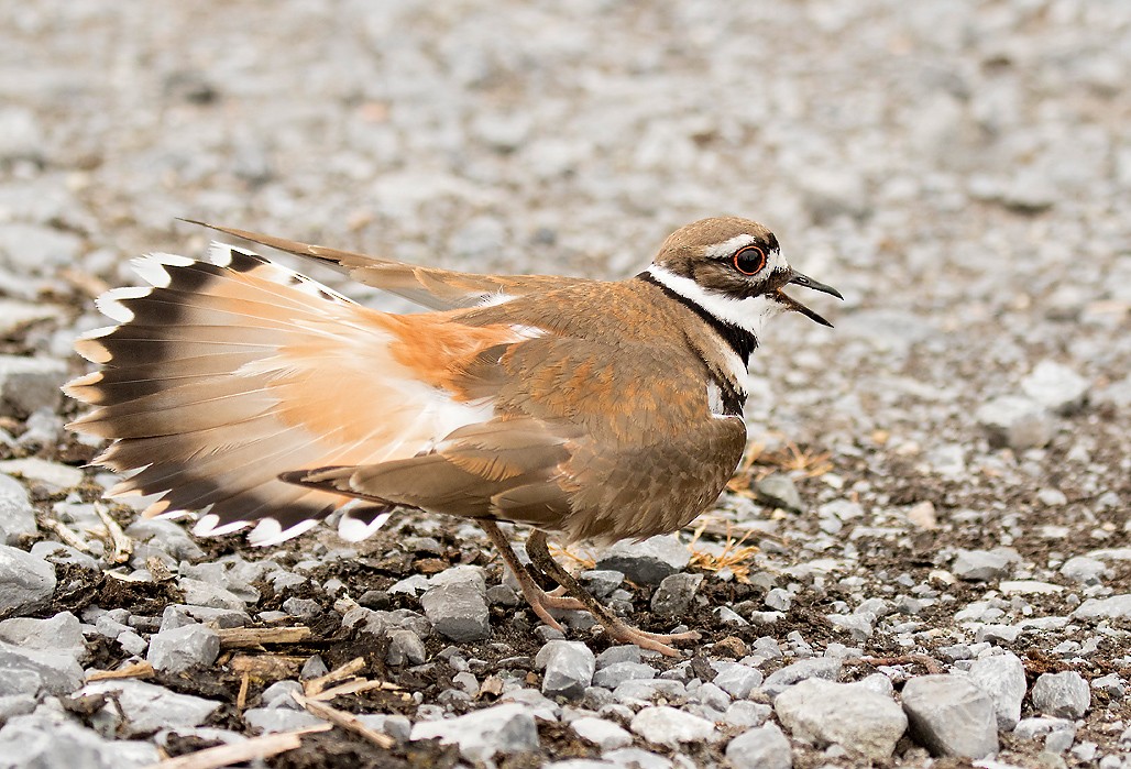 Killdeer - Peter Candido