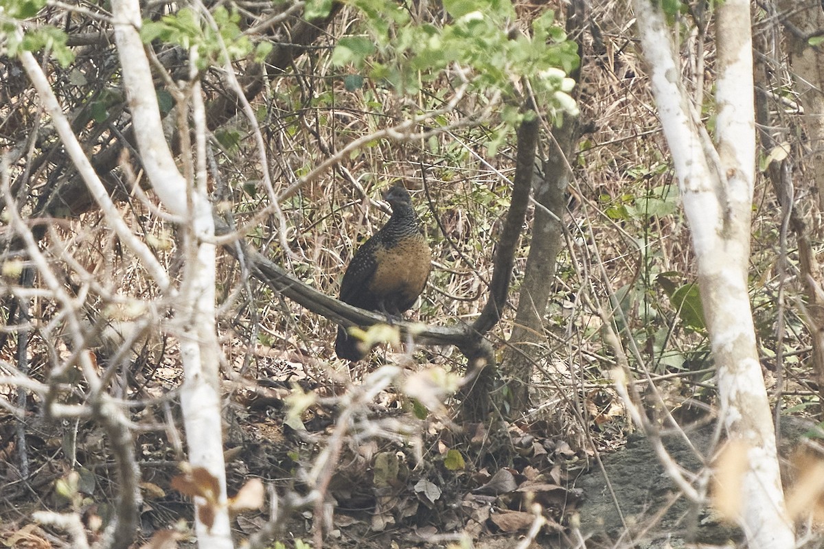 Painted Spurfowl - ML424803841