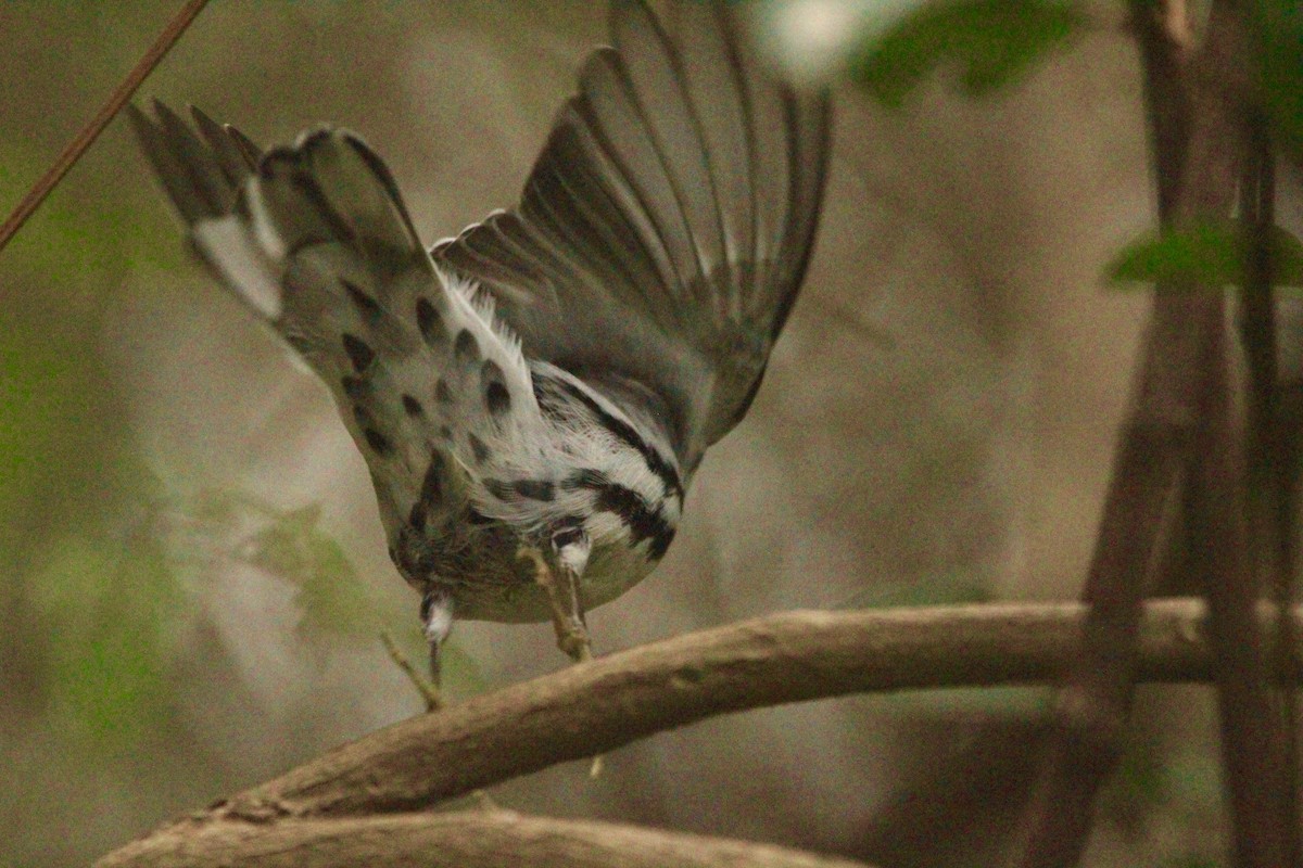 Black-and-white Warbler - ML424805191