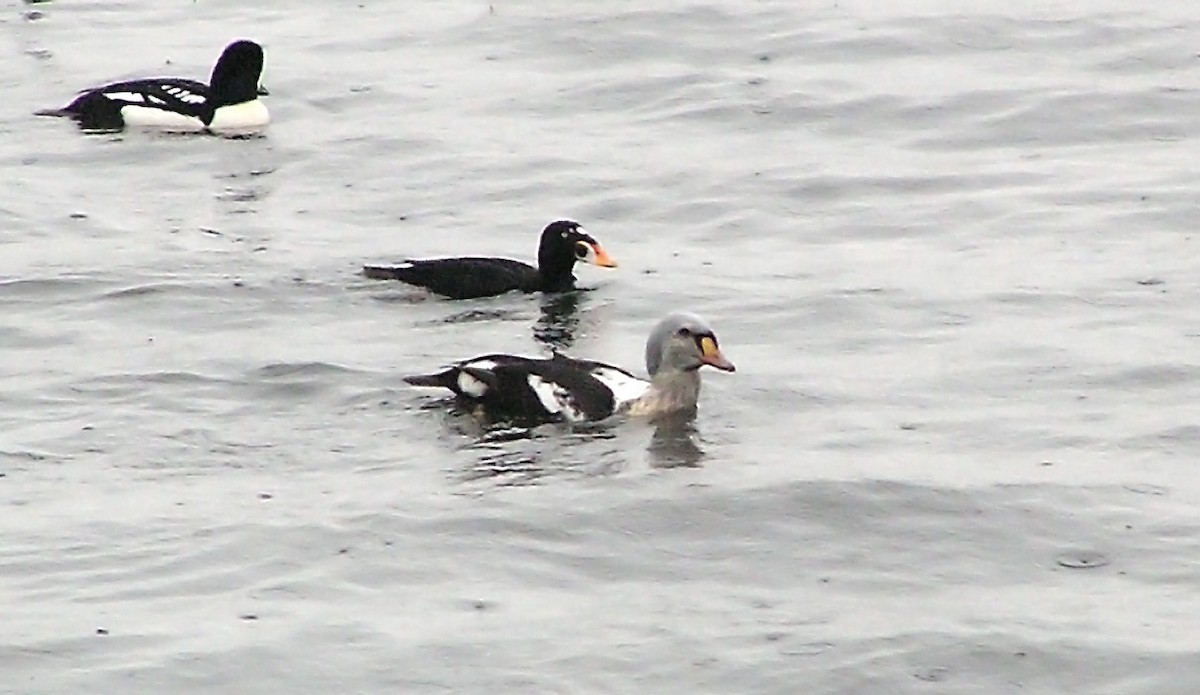 King Eider - ML424805331