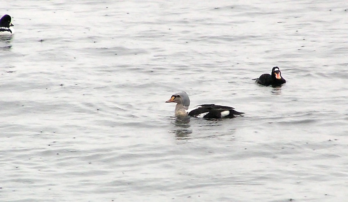 King Eider - ML424805351