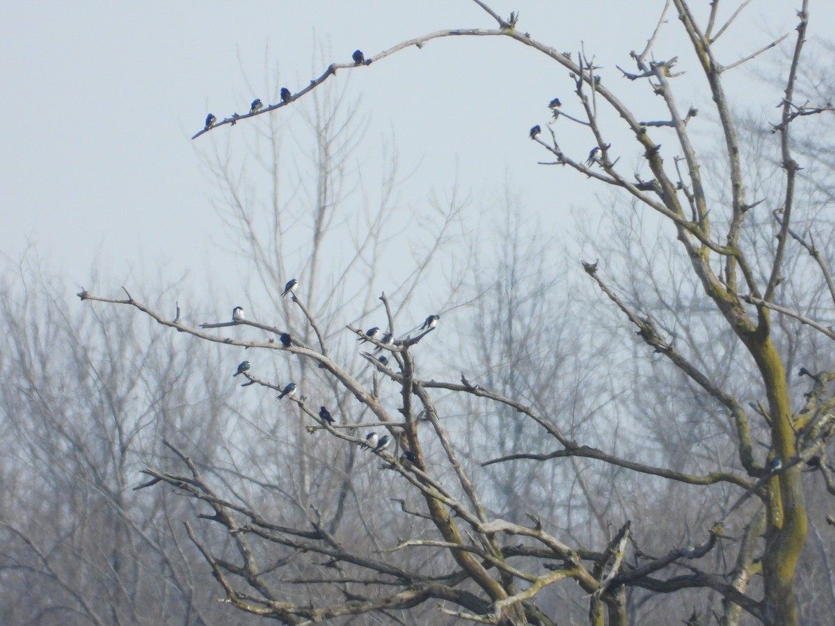 Tree Swallow - Rick Luehrs