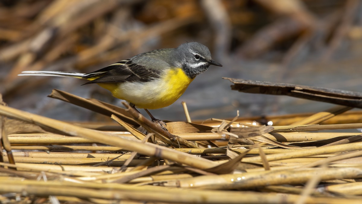 Gray Wagtail - ML424809551