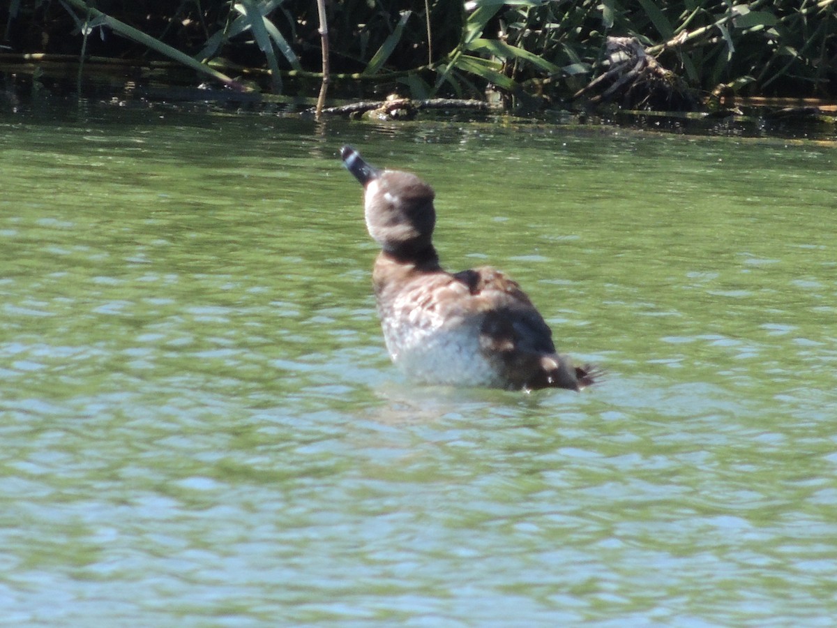 Ring-necked Duck - ML424809961