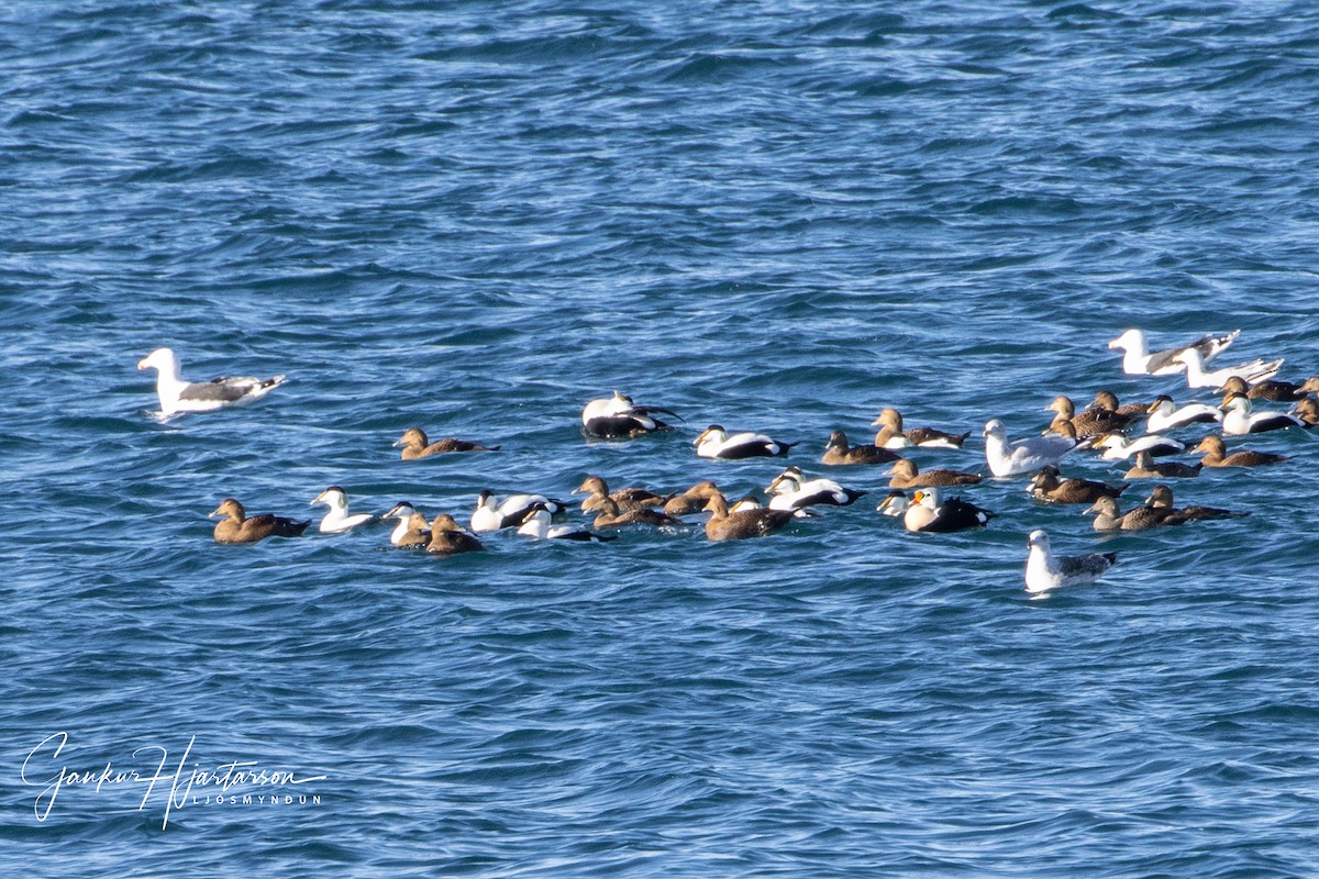 Eider à tête grise - ML424810571