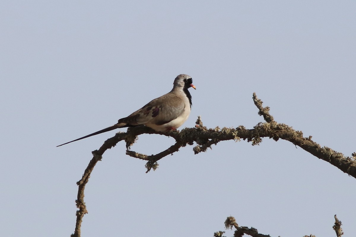 Namaqua Dove - ML42481211