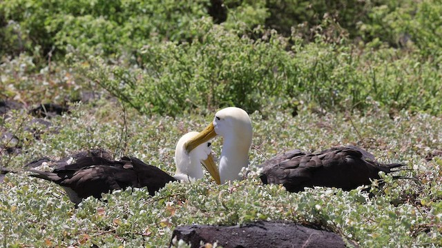 Albatros des Galapagos - ML424814471