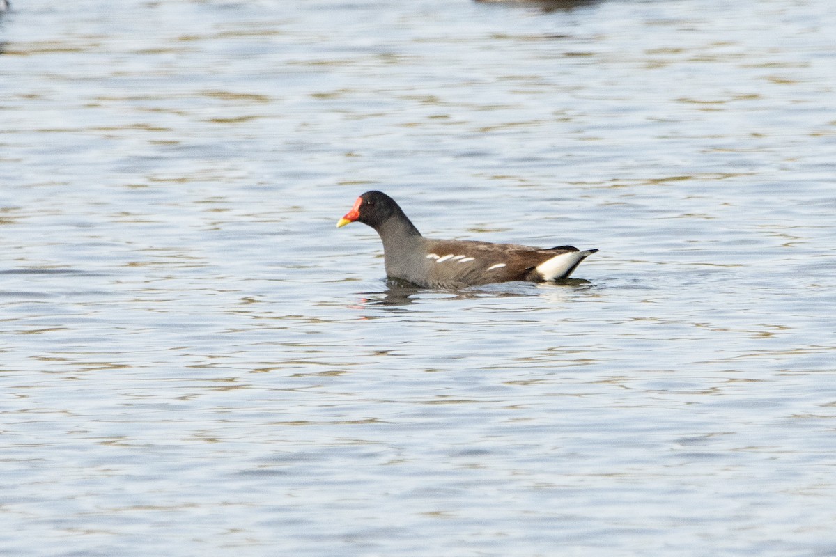 Eurasian Moorhen - Letty Roedolf Groenenboom