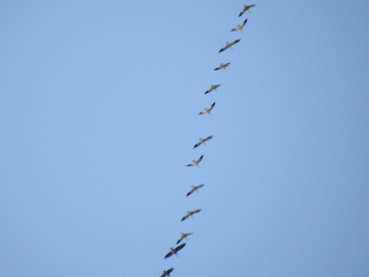 Snow Goose - ML424817761