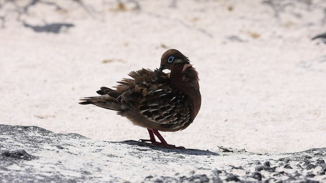 Galapagos Kumrusu - ML424817881