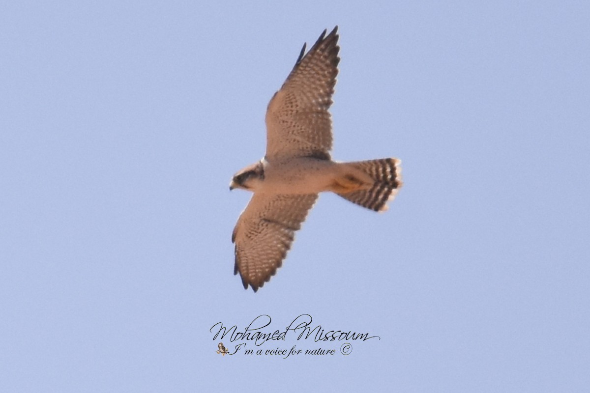 Lanner Falcon - ML424817891
