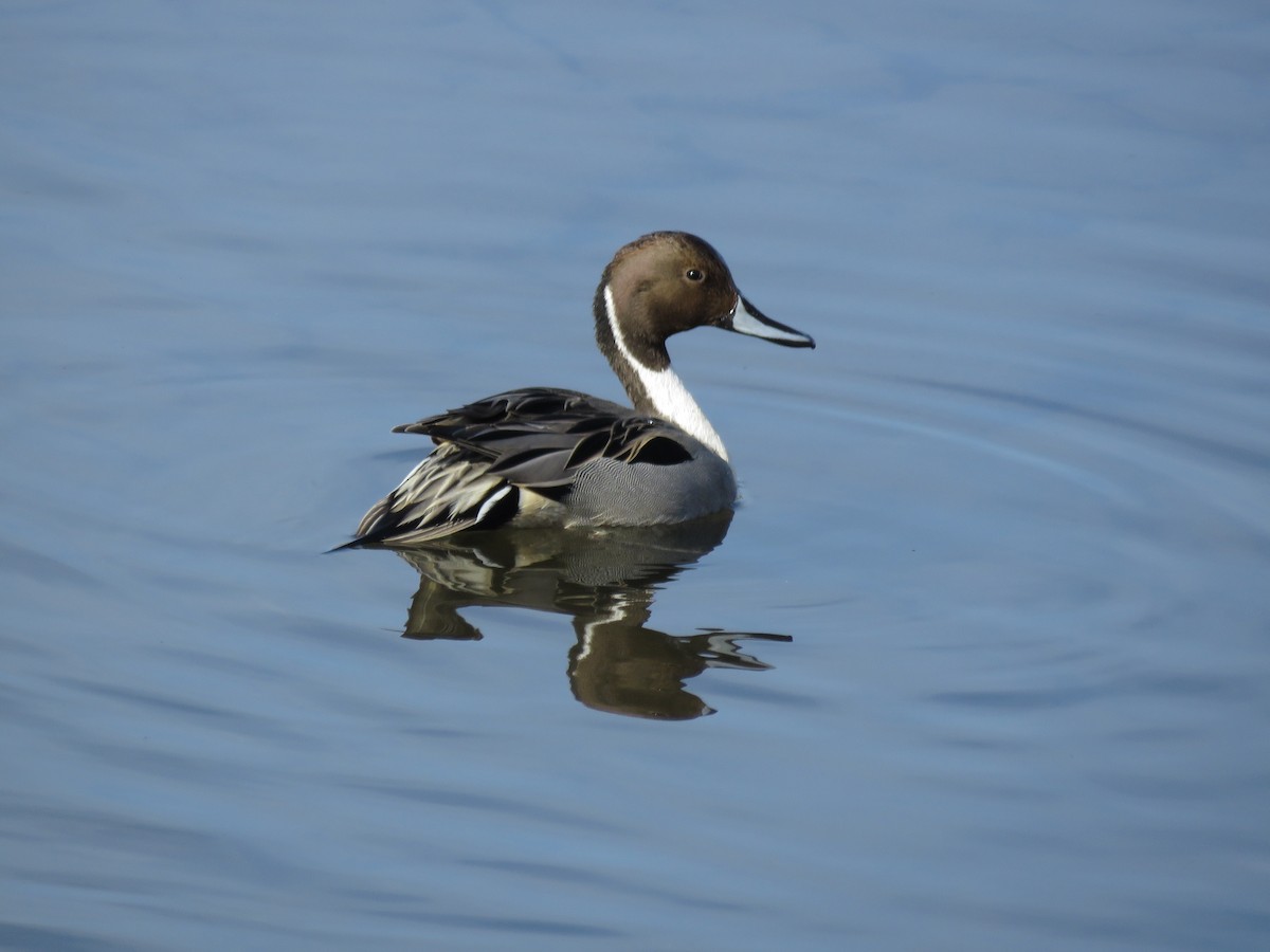 Northern Pintail - Curtis Mahon