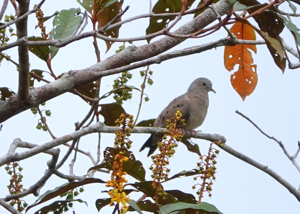 Gray-fronted Dove - ML424822371