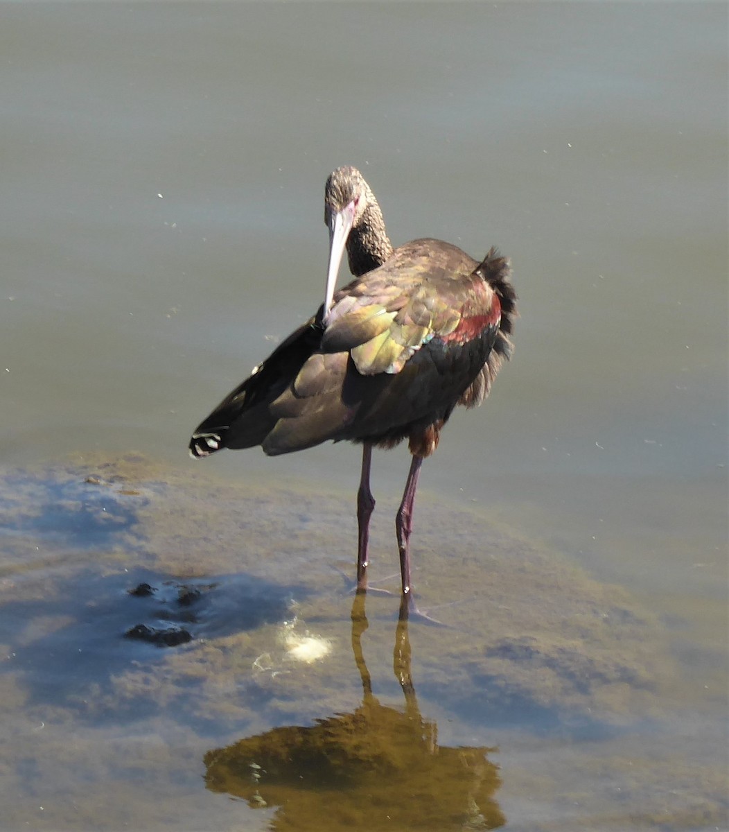White-faced Ibis - Lindsay Fitch