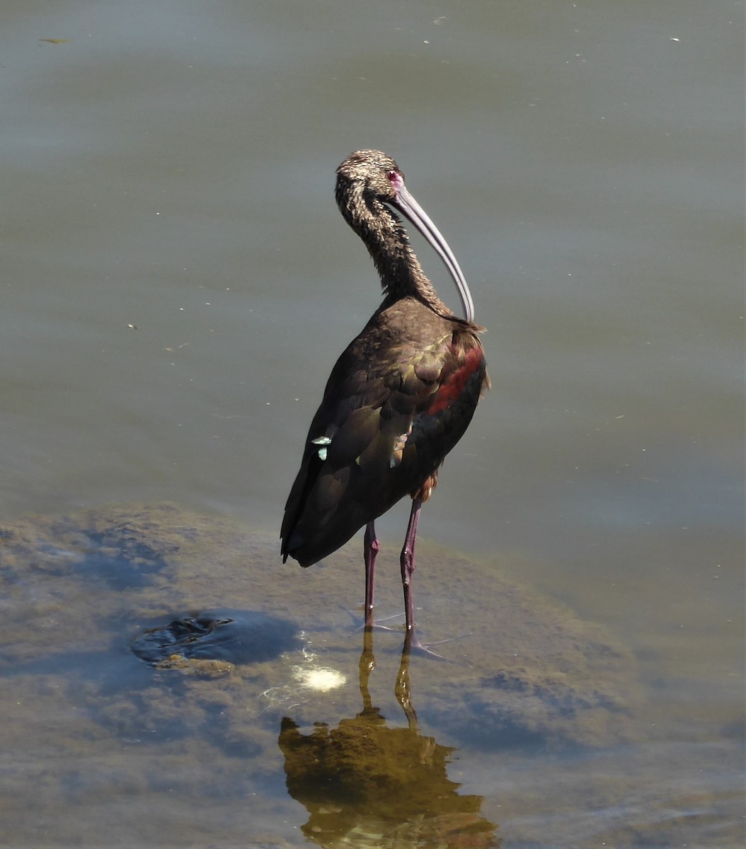 ibis americký - ML424822841