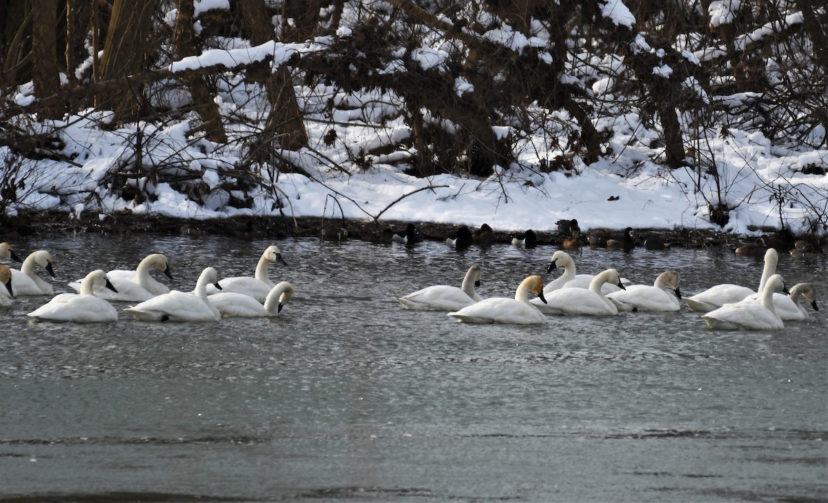 Tundra Swan - Carol Hildebrand