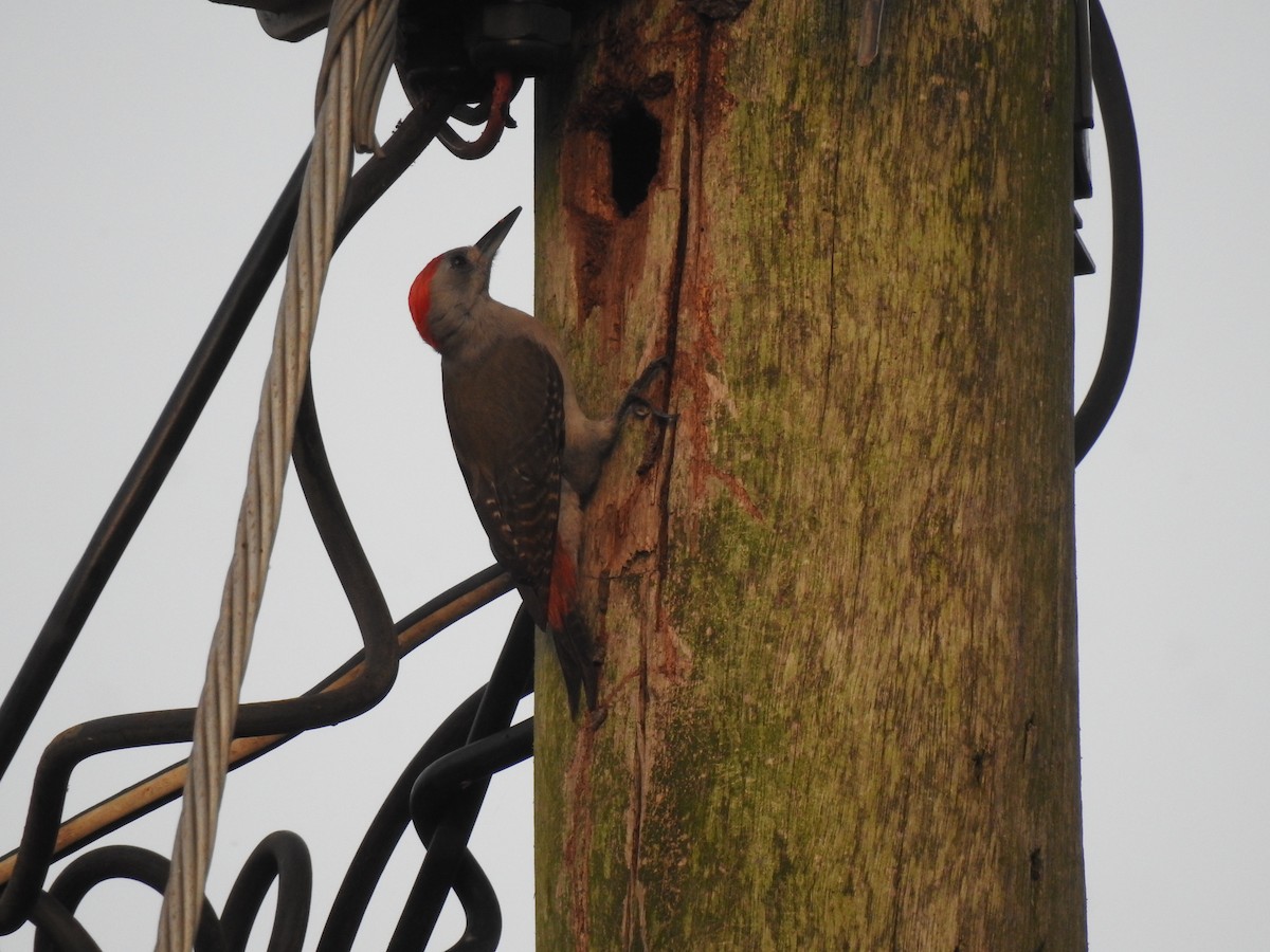 African Gray Woodpecker - ML424824221