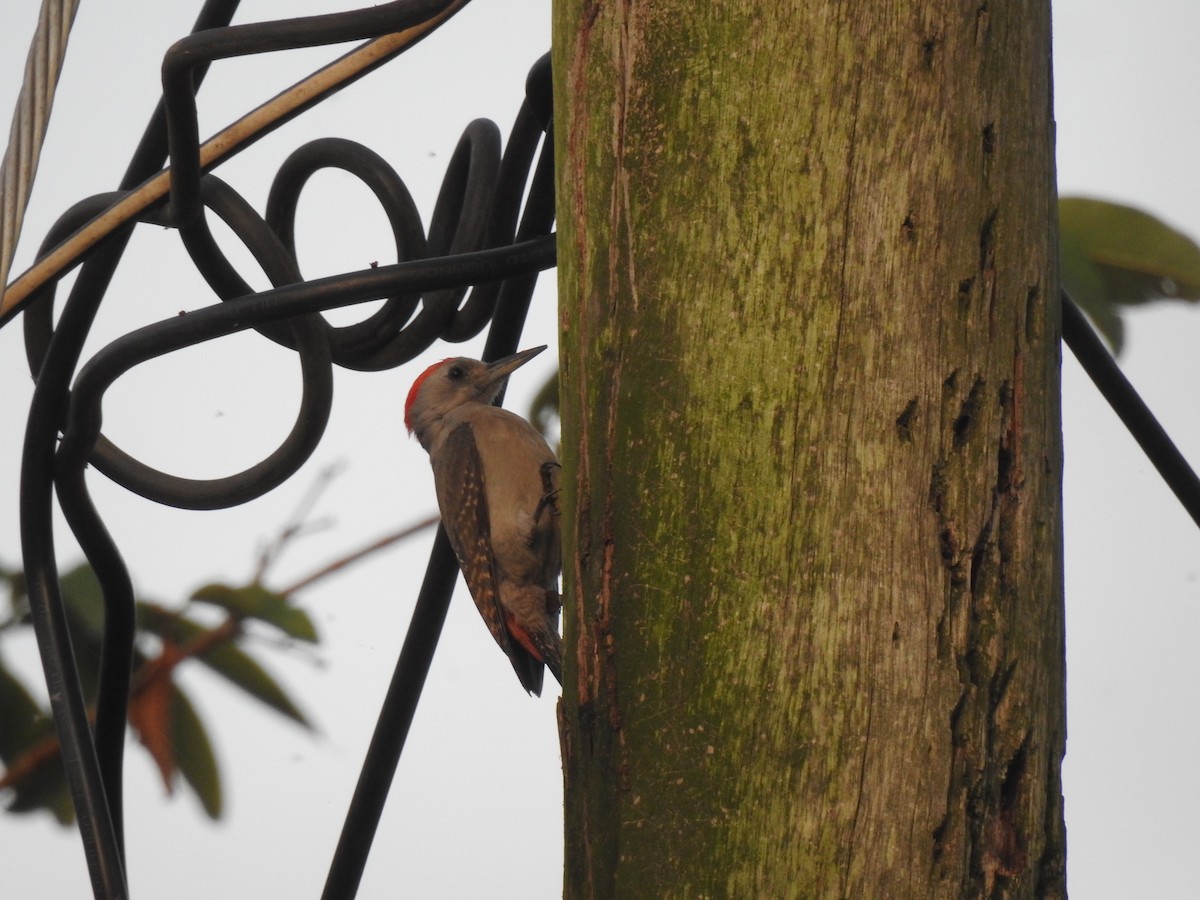 African Gray Woodpecker - John Garcia Ulloa