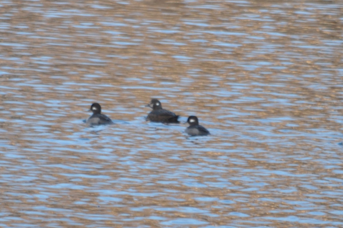 Harlequin Duck - ML424824811