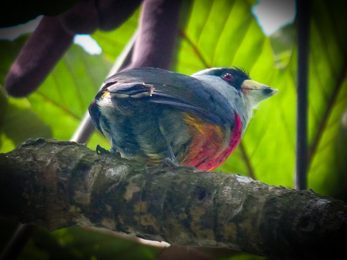 Toucan Barbet - ML424825191