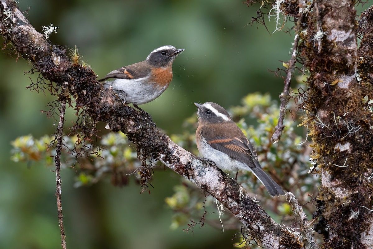 Rufous-breasted Chat-Tyrant - Ben  Lucking