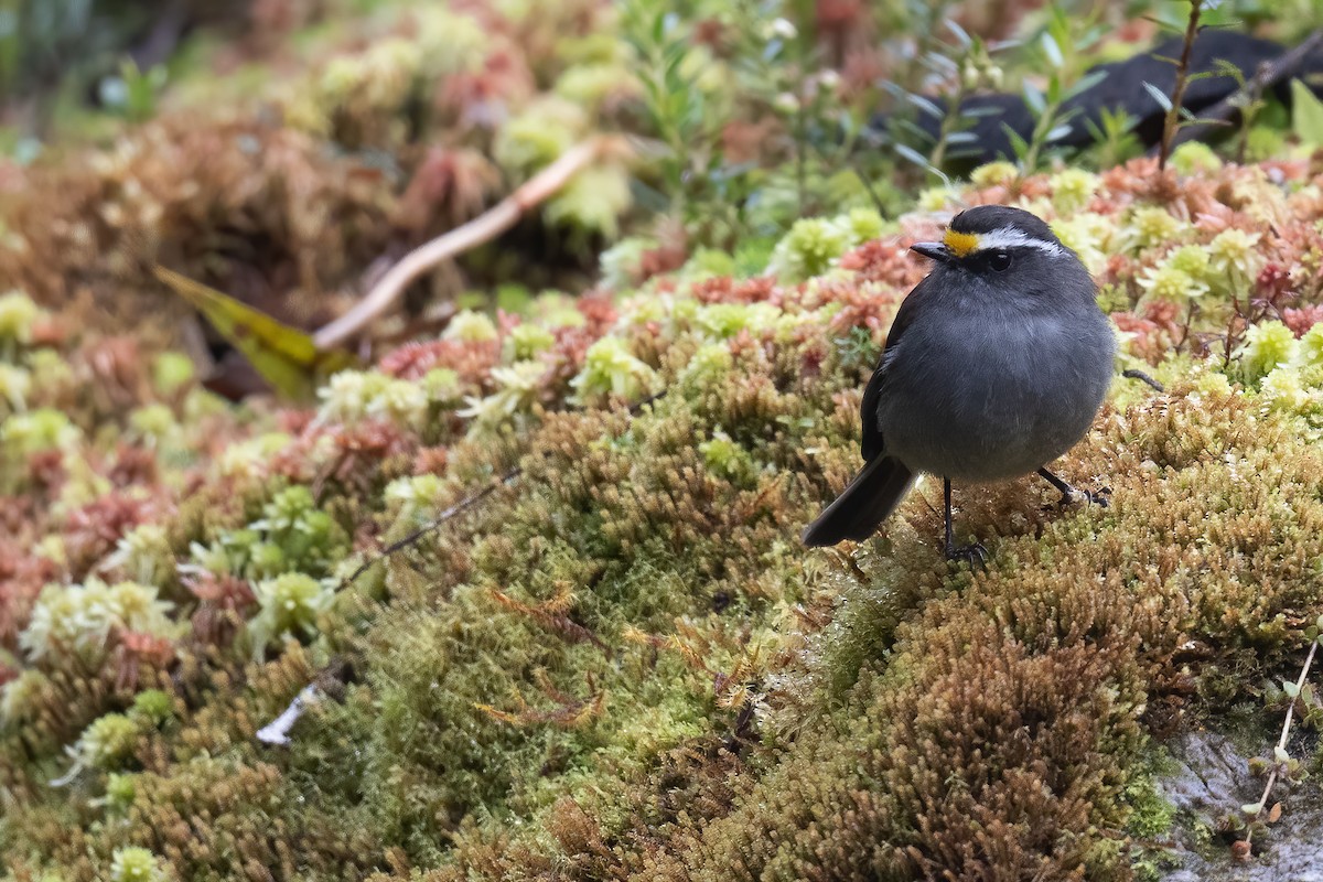 Crowned Chat-Tyrant (Kalinowski's) - Ben  Lucking