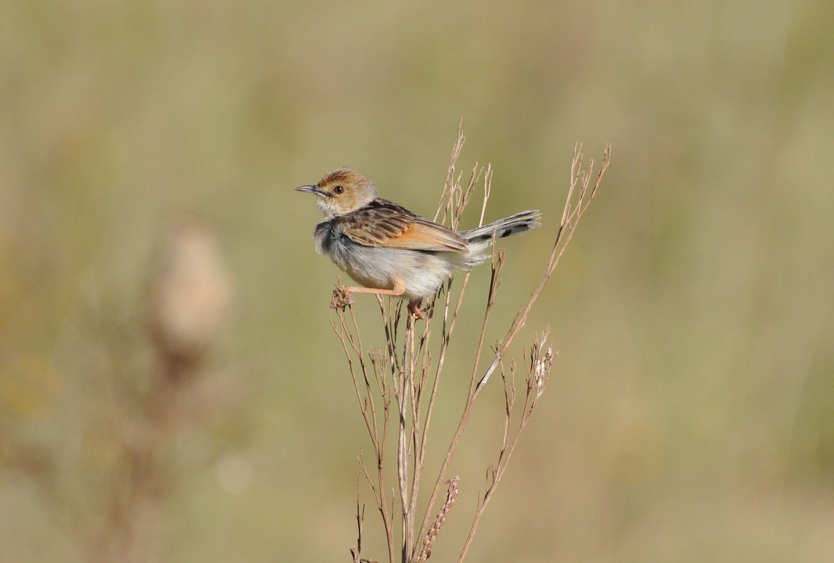 Winding Cisticola - PC Smith